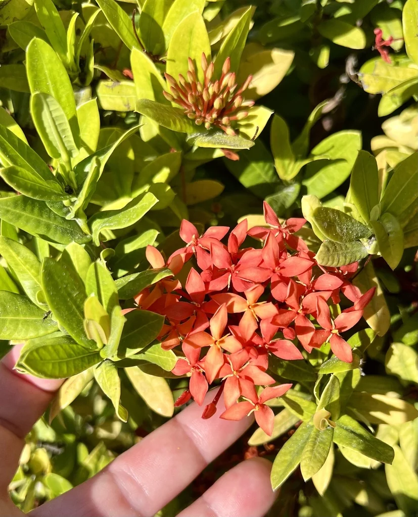 Ixora Coccinea