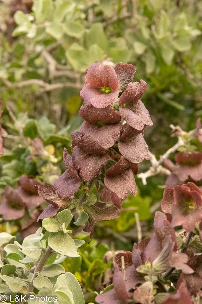 Salvia Africana-Lutea