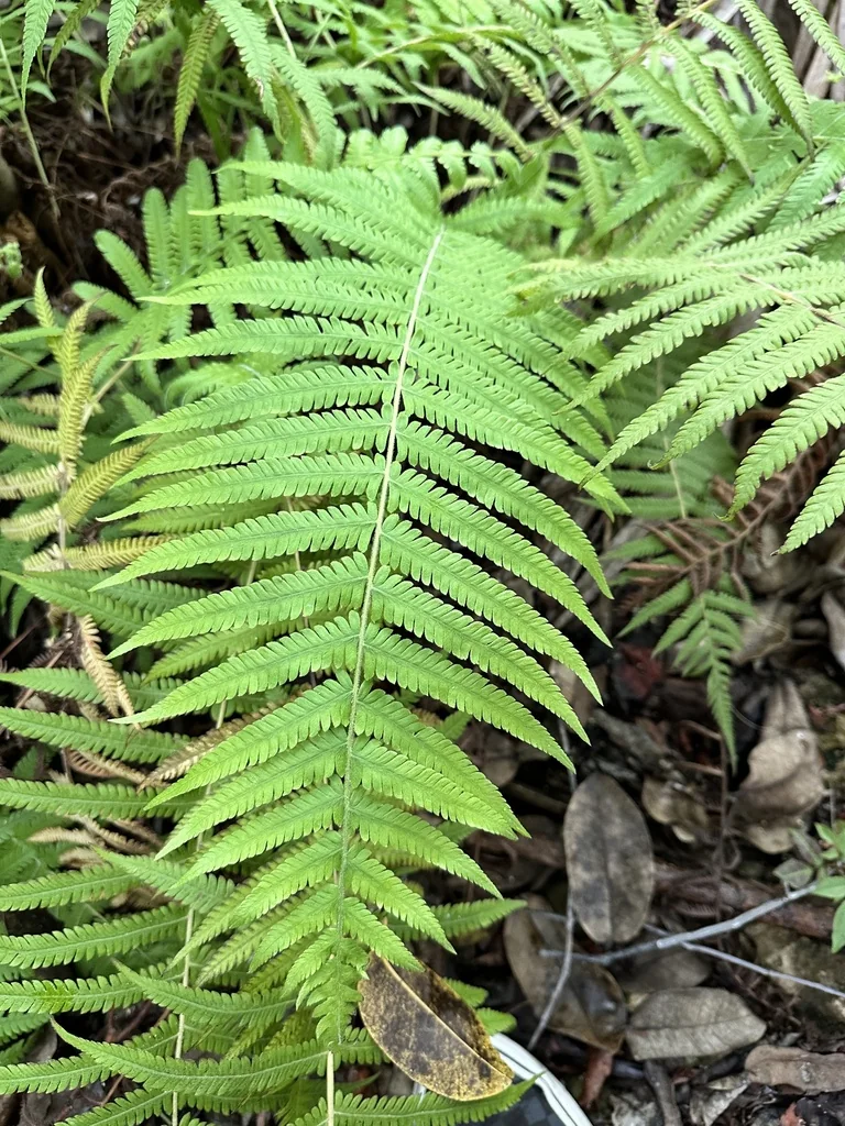 Thelypteris Normalis