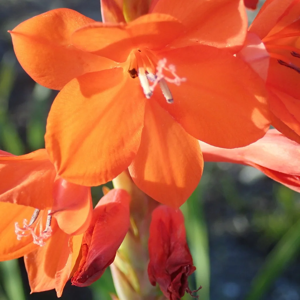 Watsonia Pillansii