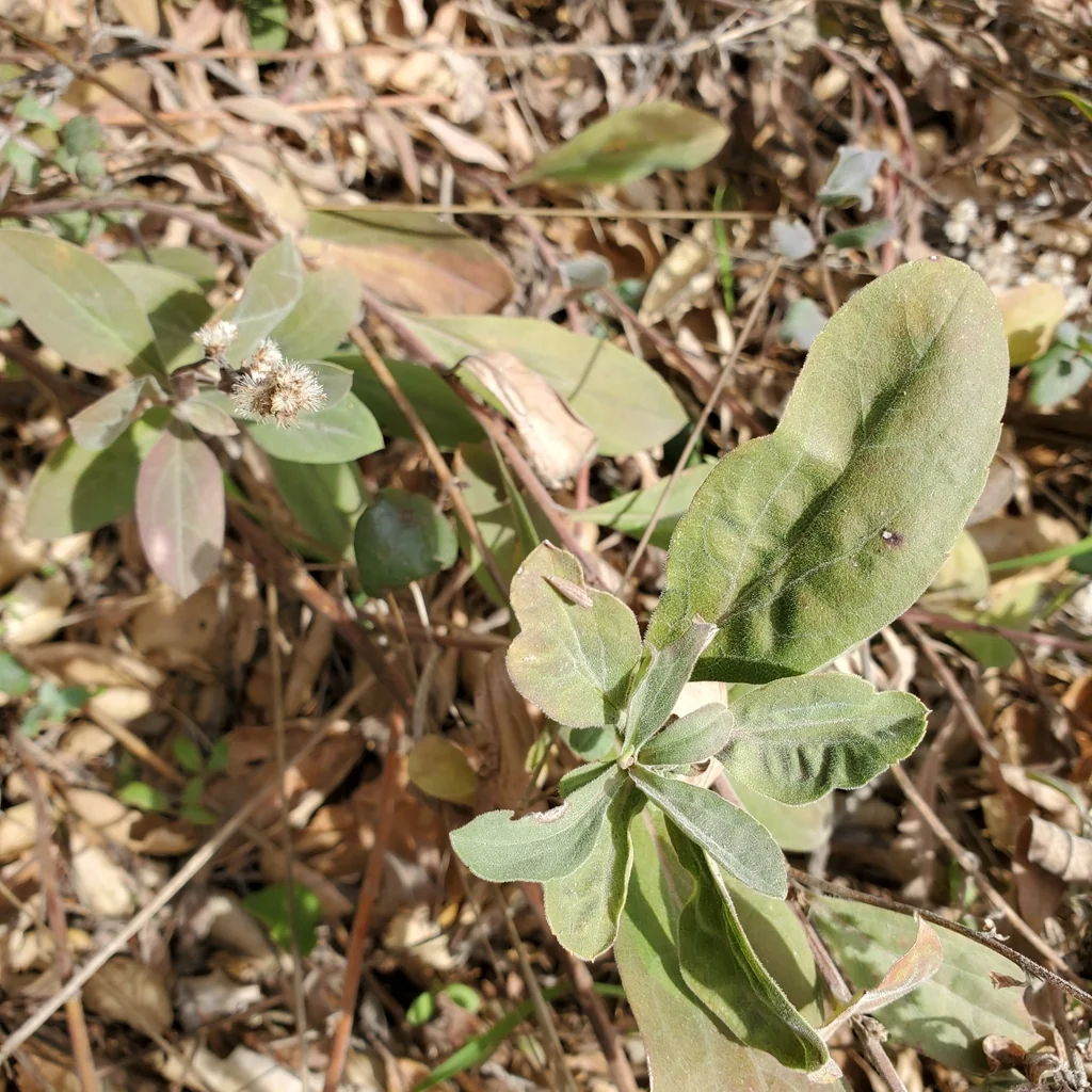 Solidago Californica