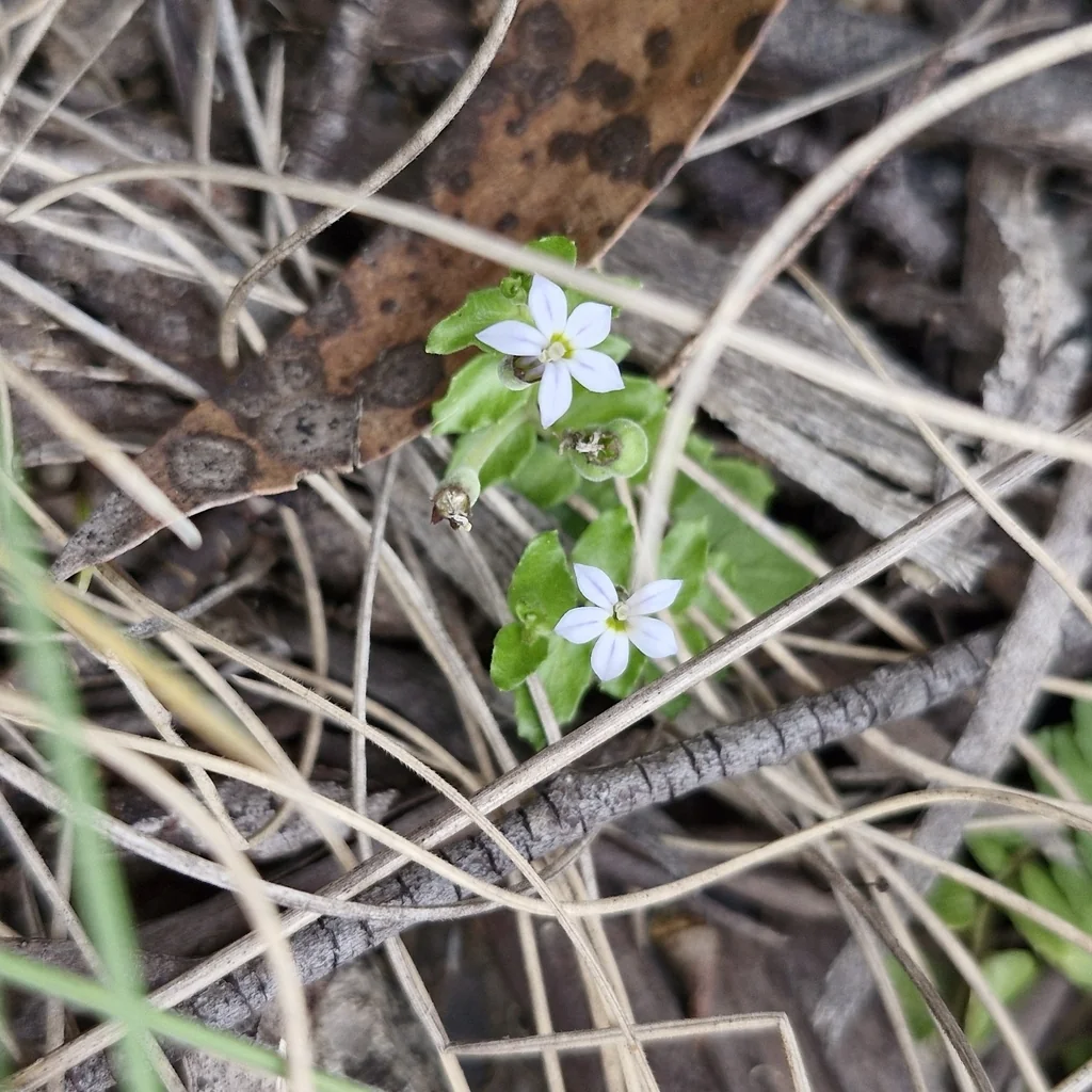 Pratia Pedunculata