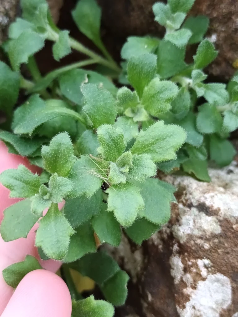 Aubrieta Deltoidea
