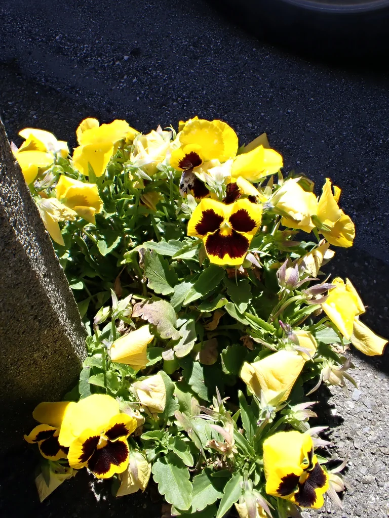 Viola X Wittrockiana