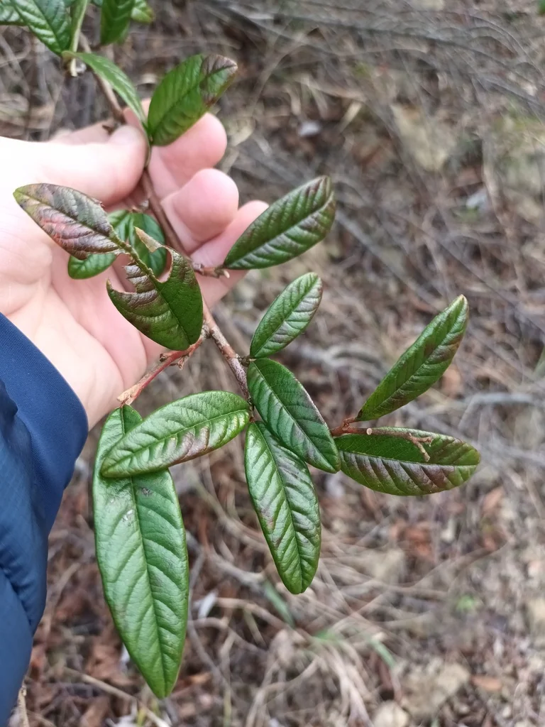 Cotoneaster Salicifolius