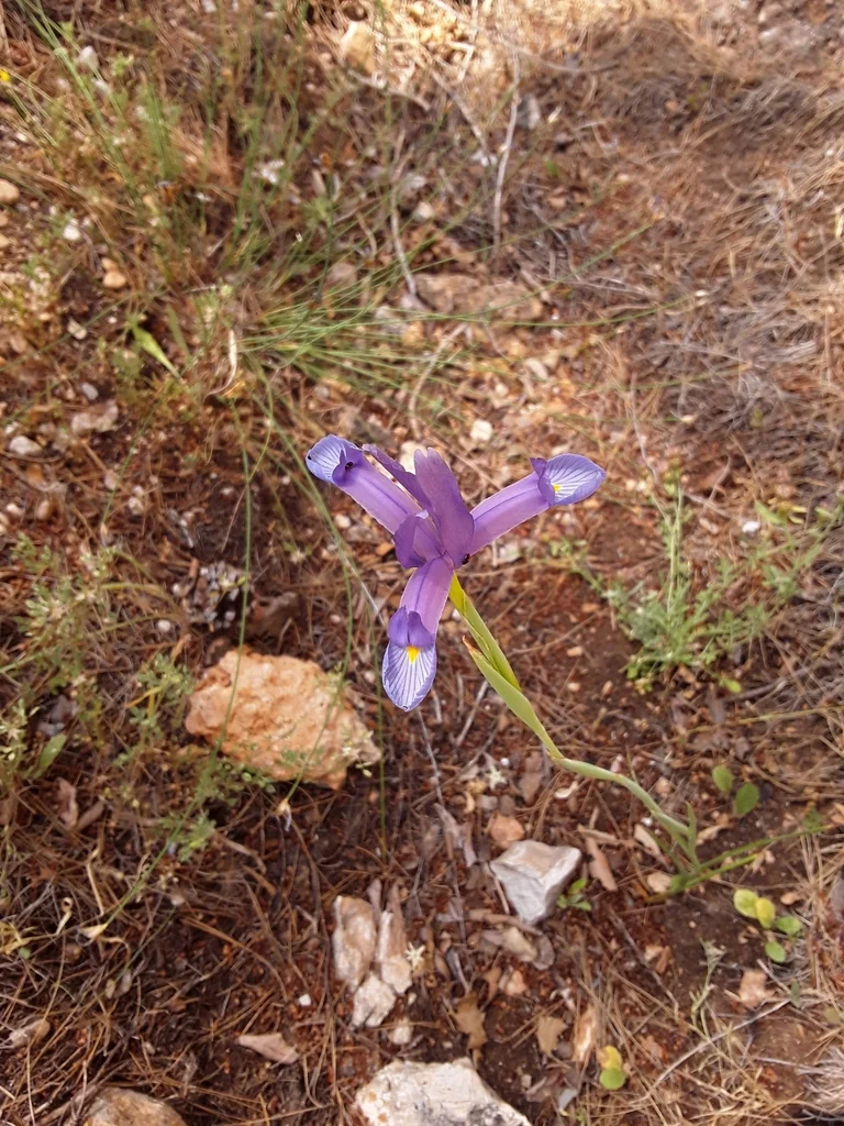 Iris Xiphium