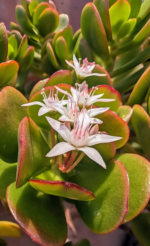 Crassula Ovata
