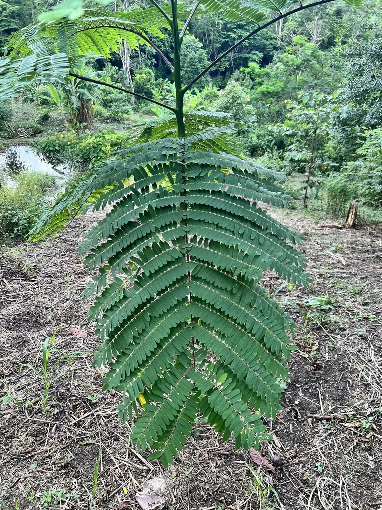 Schizolobium Parahyba