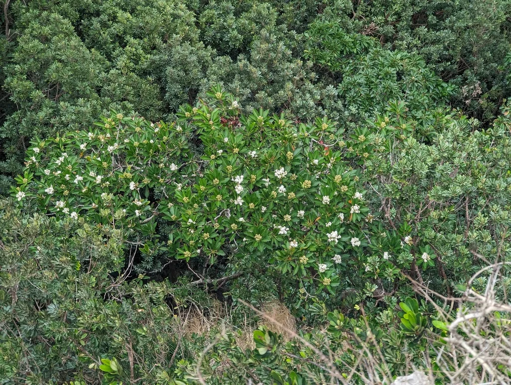 Eriobotrya Deflexa