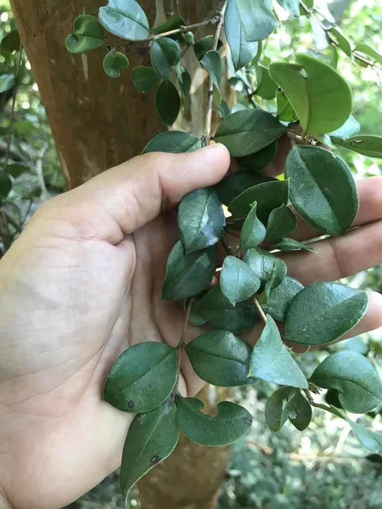 Luma Apiculata