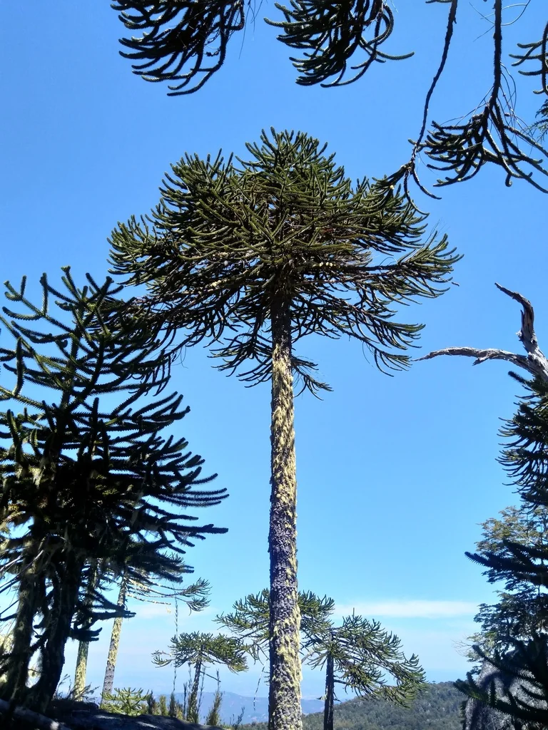Araucaria Araucana