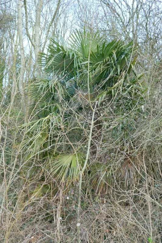 Trachycarpus Wagnerianus