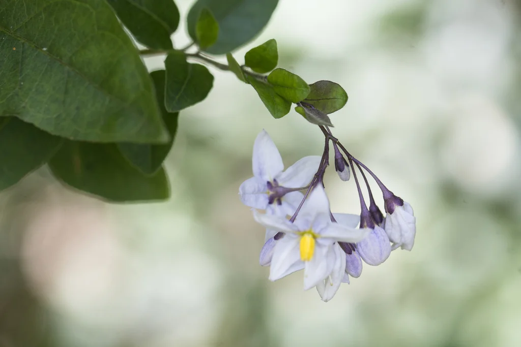 Solanum Laxum
