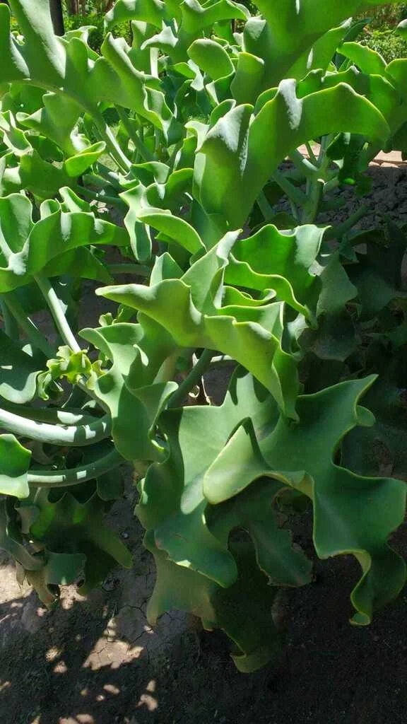 Kalanchoe Beharensis
