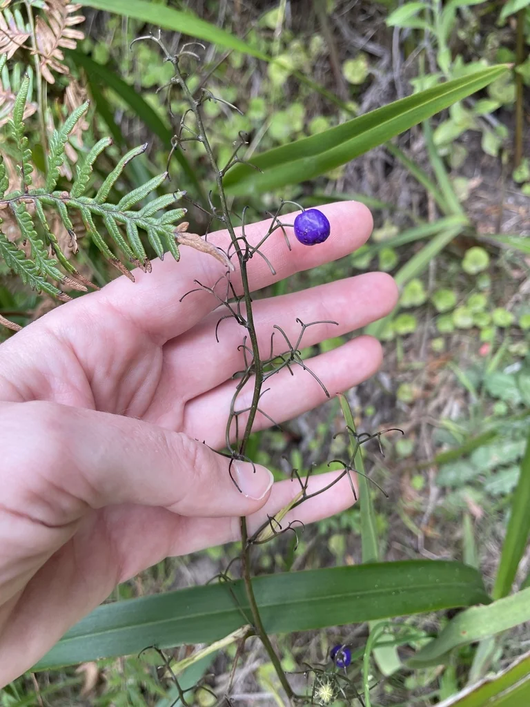 Dianella Tasmanica