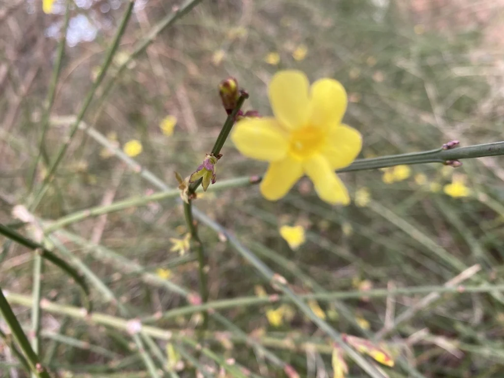Jasminum Nudiflorum