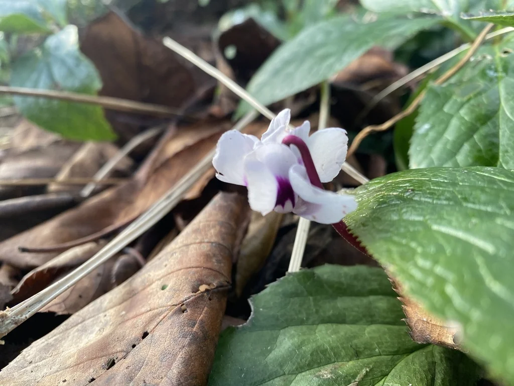 Cyclamen Coum
