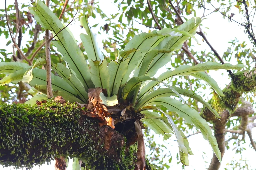 Asplenium Nidus