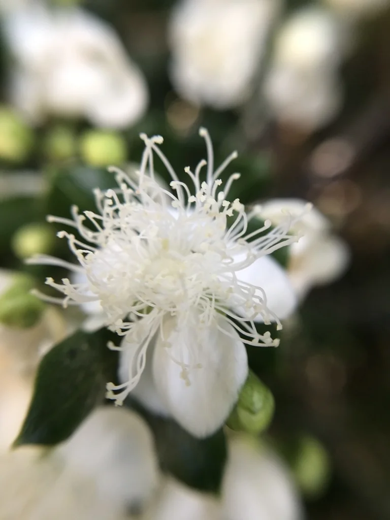Luma Apiculata
