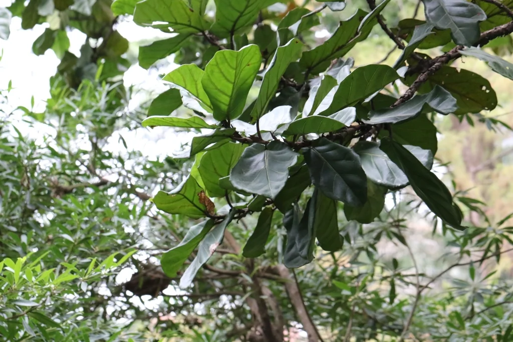 Ficus Lyrata