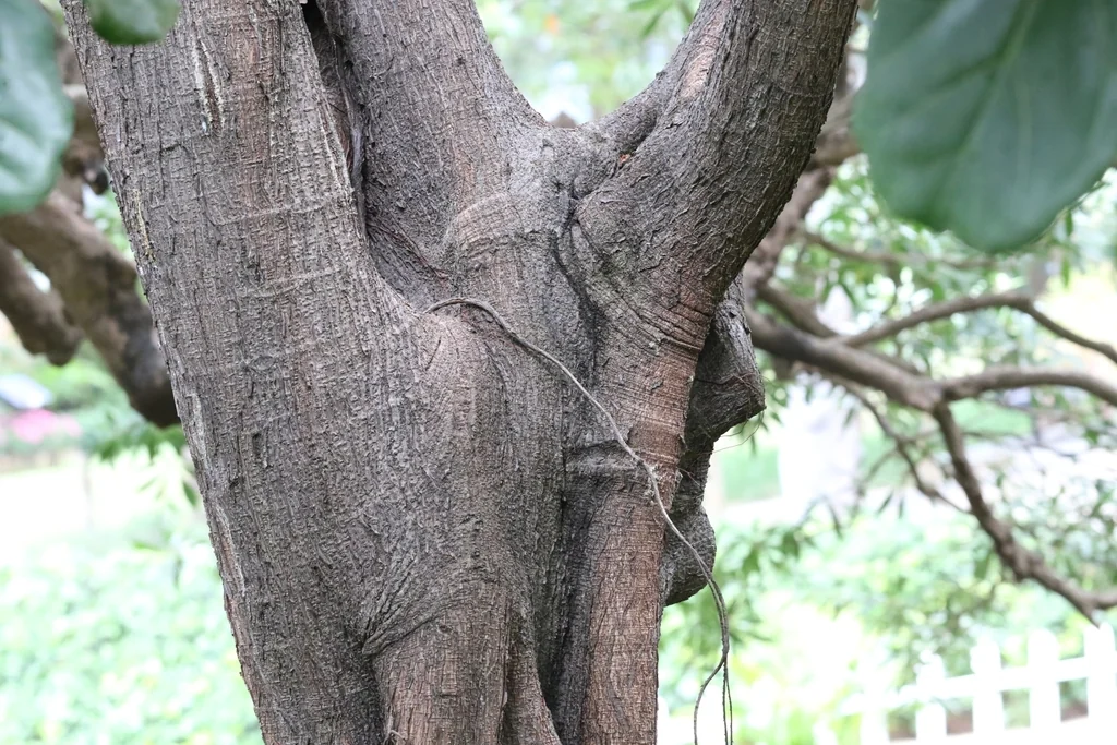 Ficus Lyrata