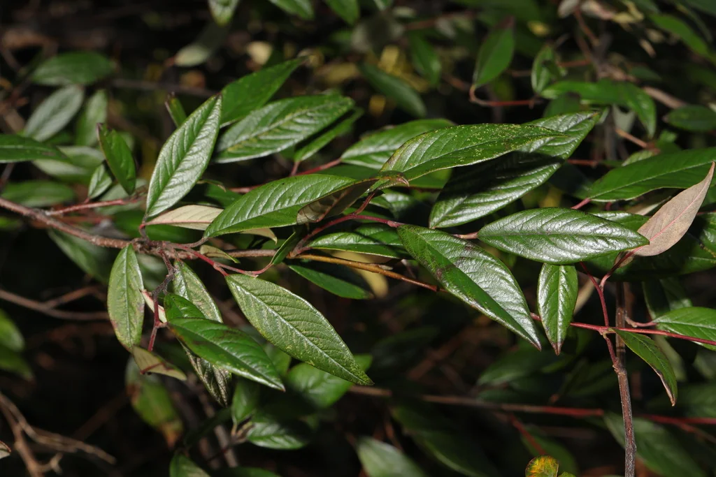 Cotoneaster Salicifolius