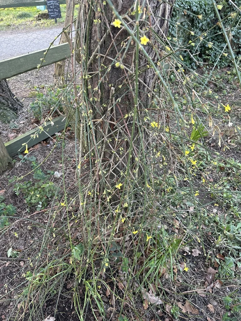 Jasminum Nudiflorum