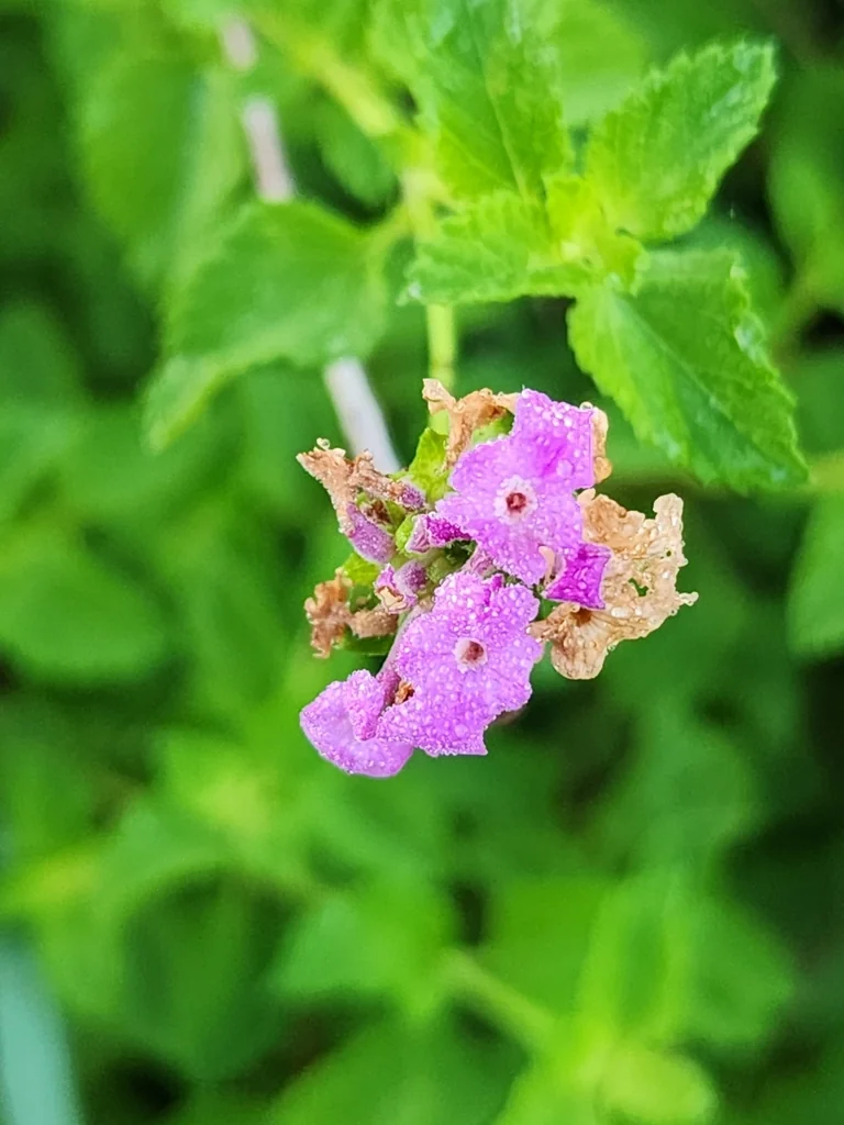 Lantana montevidensis