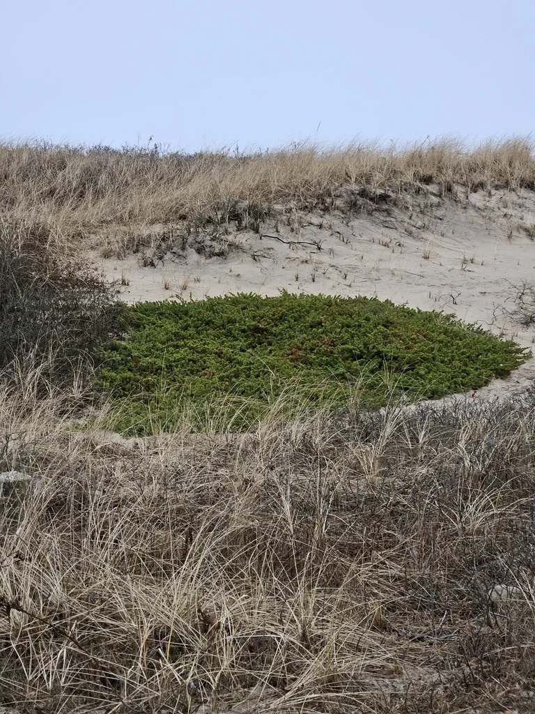 Juniperus Conferta