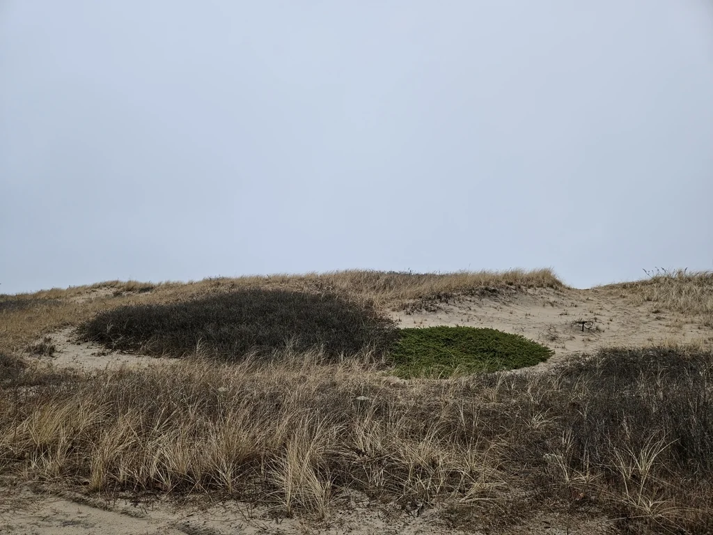 Juniperus Conferta