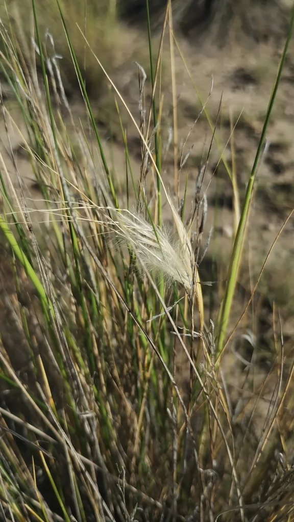 Stipa speciosa