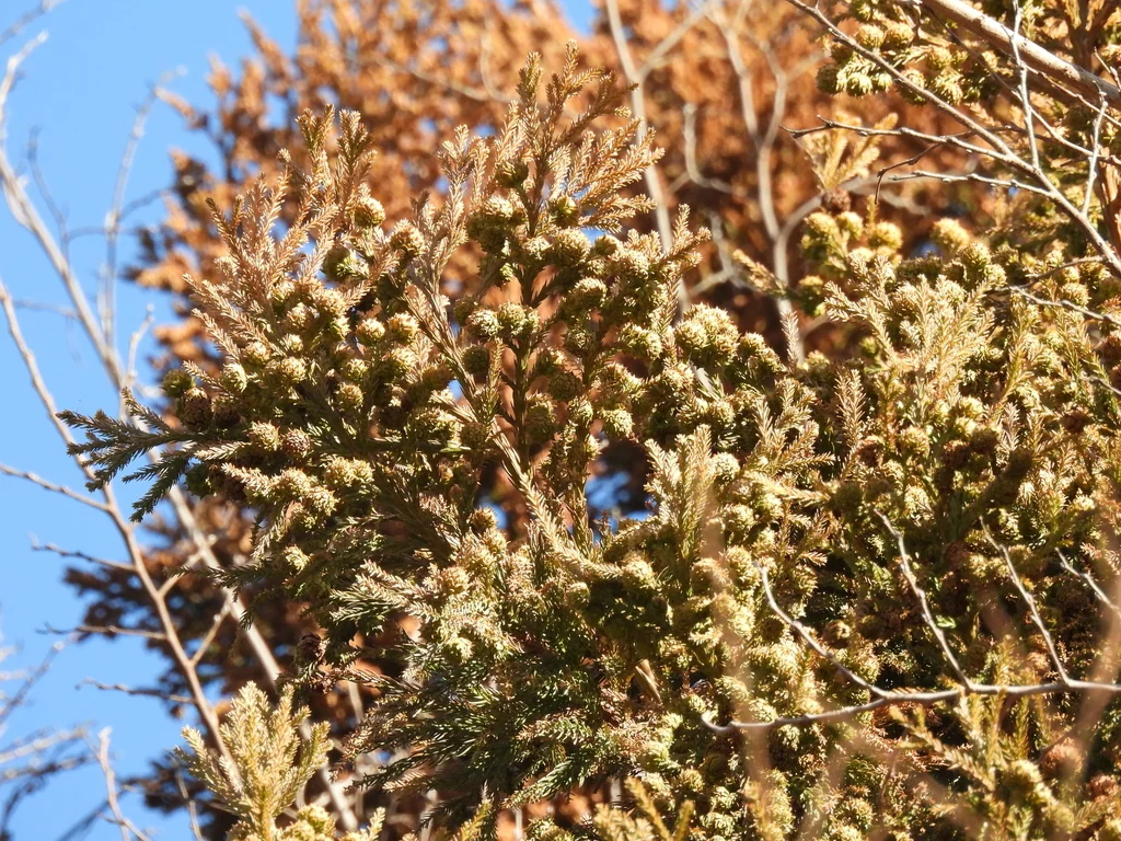 Cryptomeria Japonica