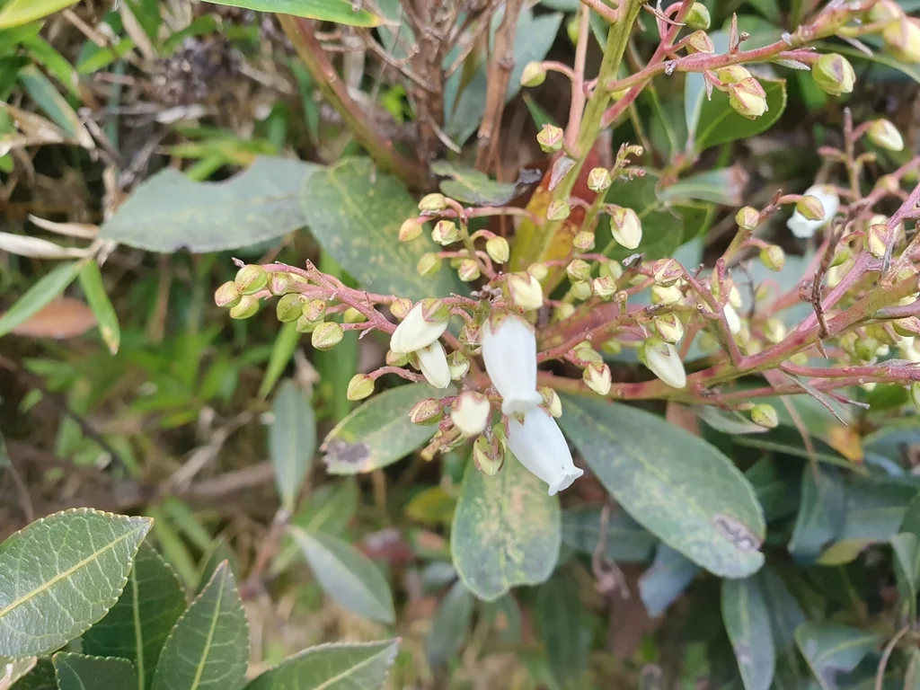 Pieris japonica