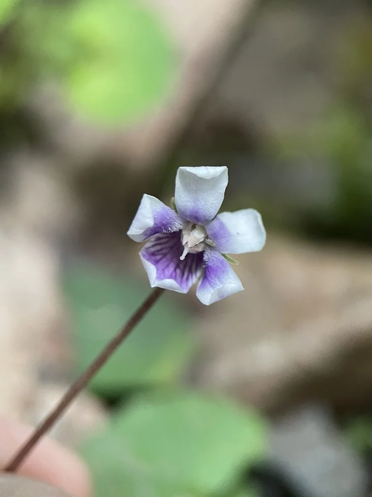Viola hederacea