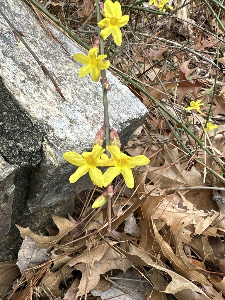 Jasminum Nudiflorum