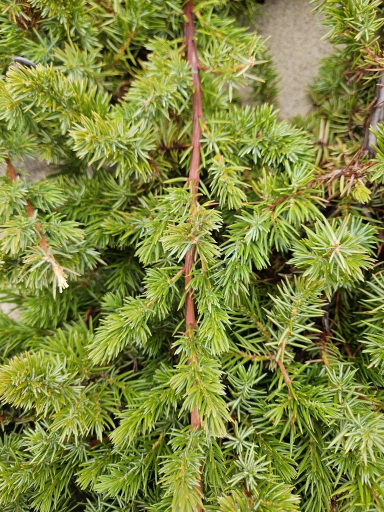 Juniperus Conferta