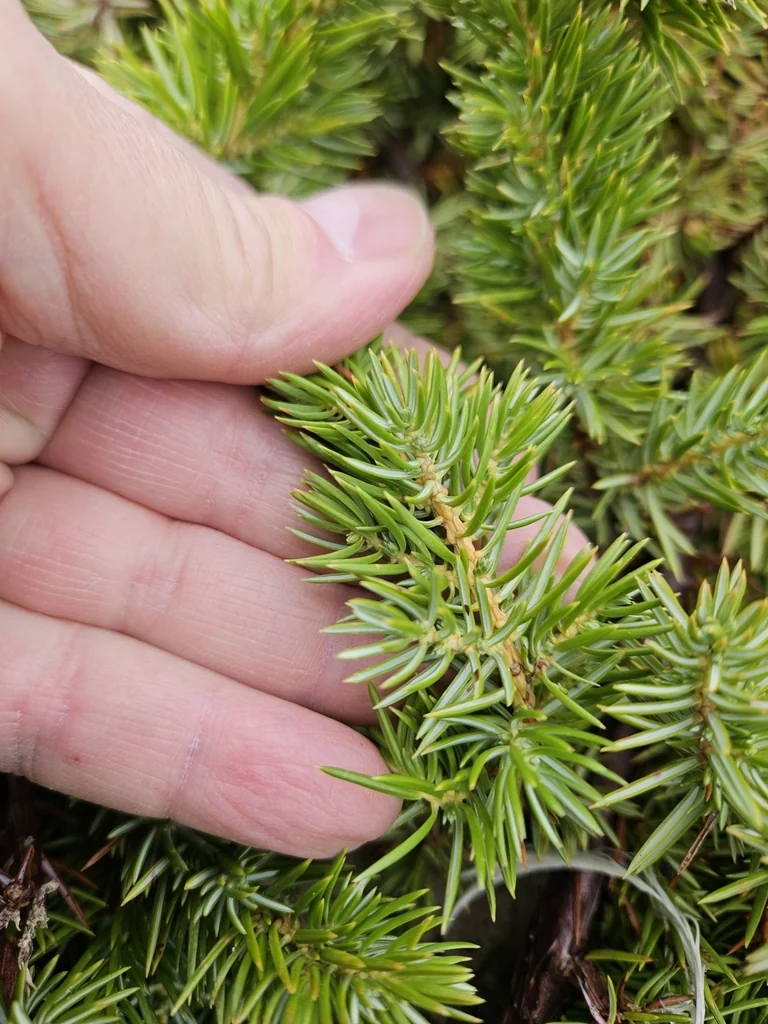 Juniperus Conferta