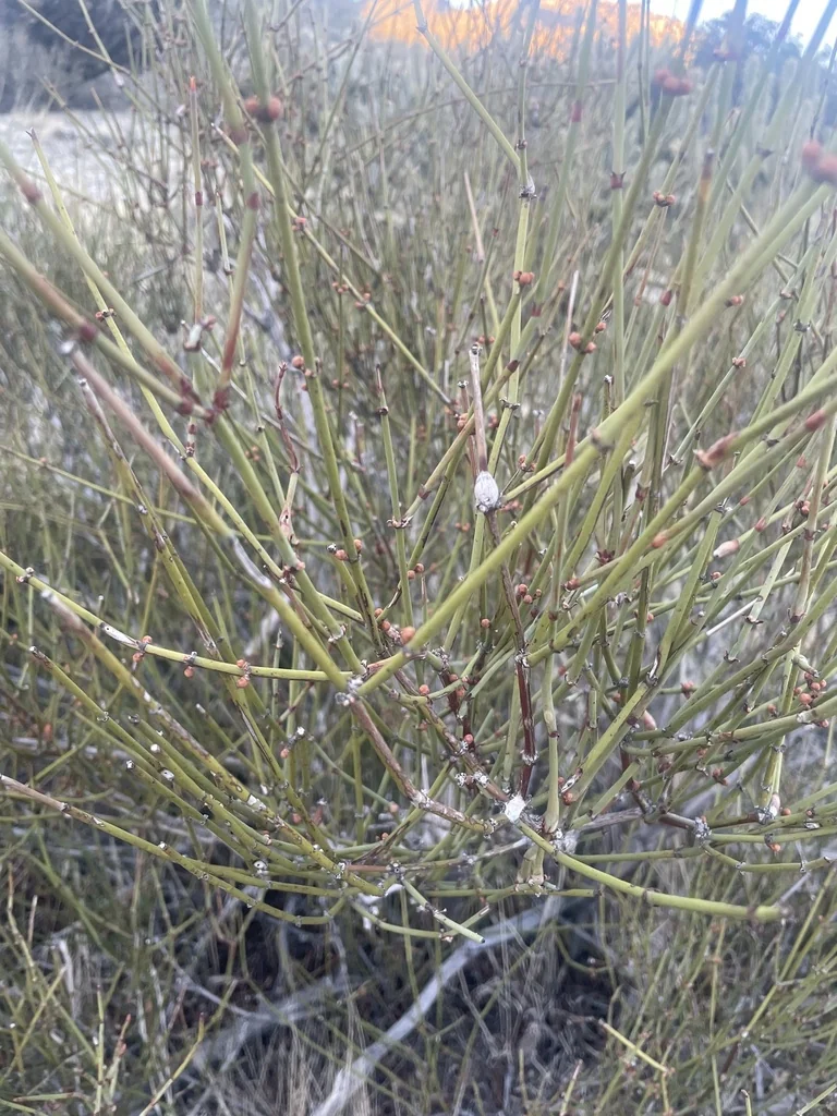 Ephedra Californica