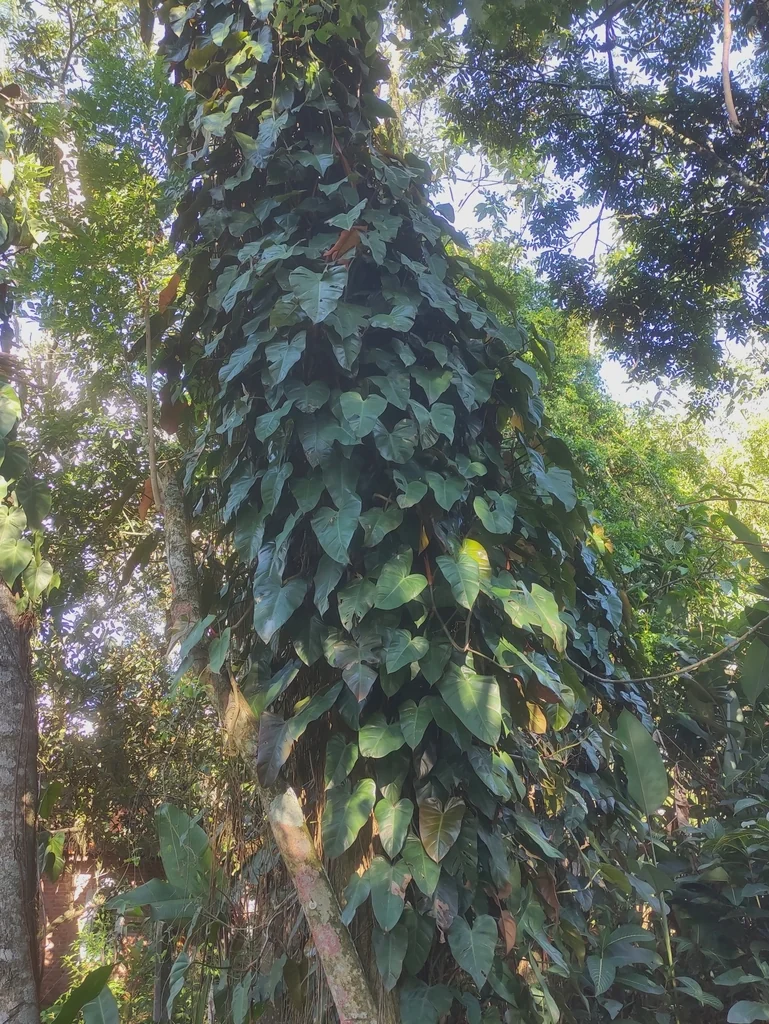 Philodendron erubescens