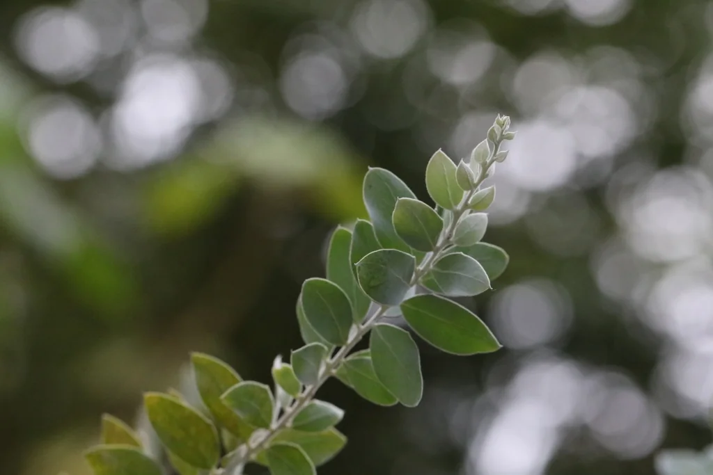 Acacia Podalyriifolia