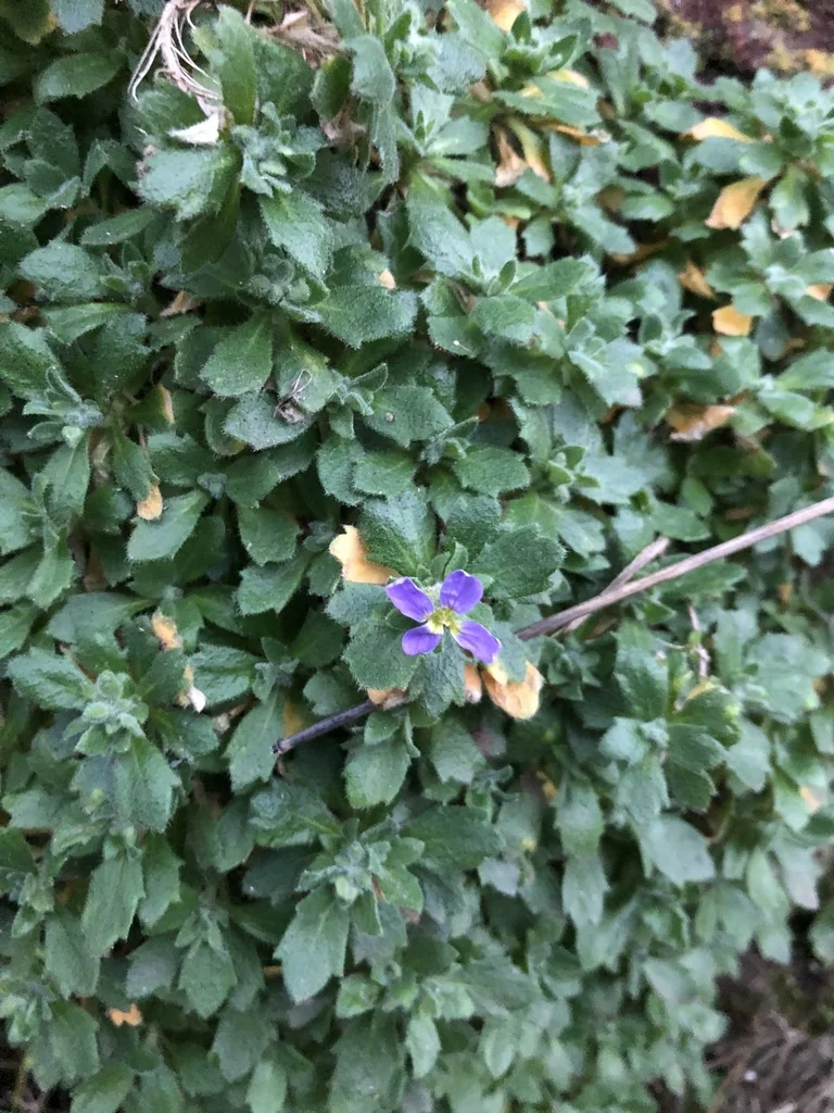 Aubrieta Deltoidea