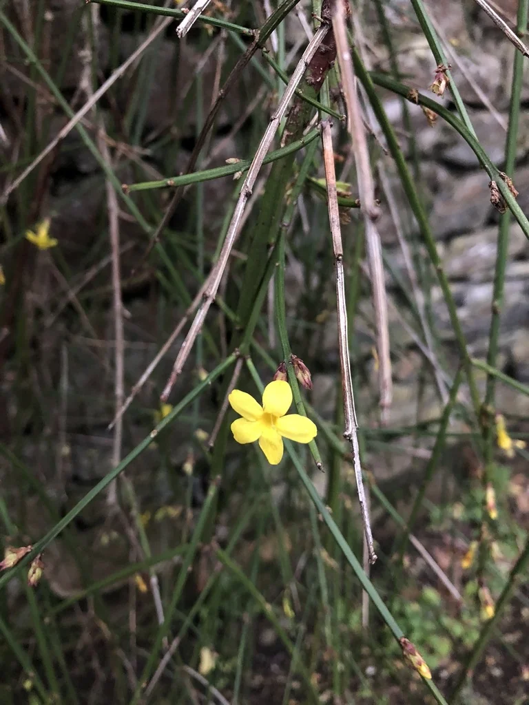 Jasminum Nudiflorum