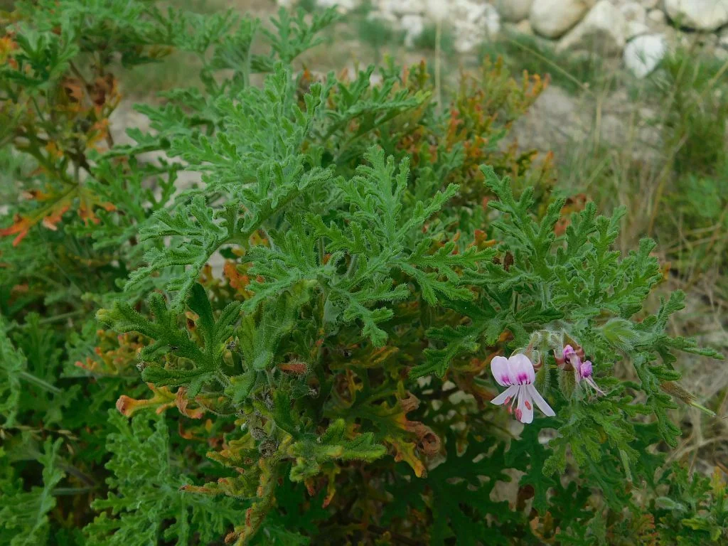 Pelargonium Graveolens