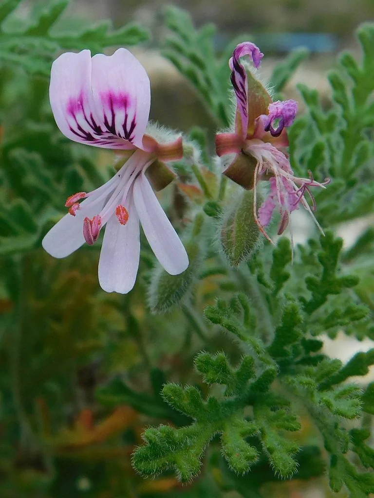 Pelargonium Graveolens