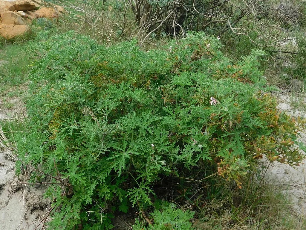 Pelargonium Graveolens
