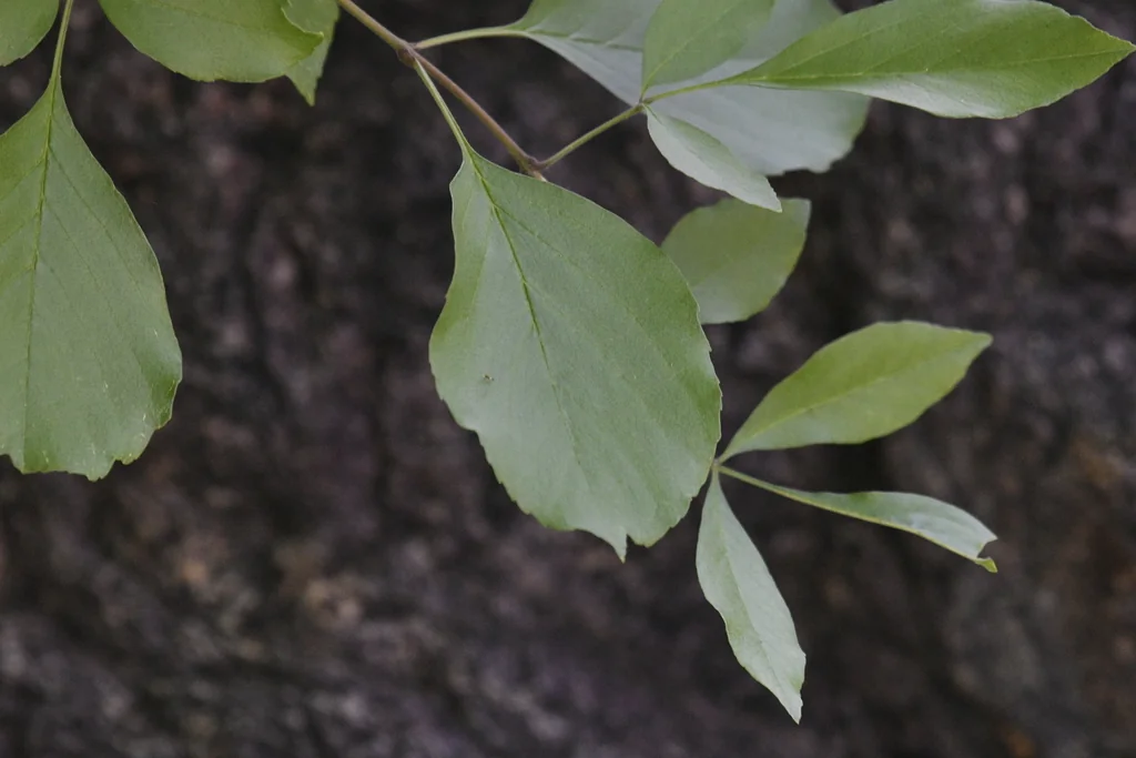 Fraxinus Velutina