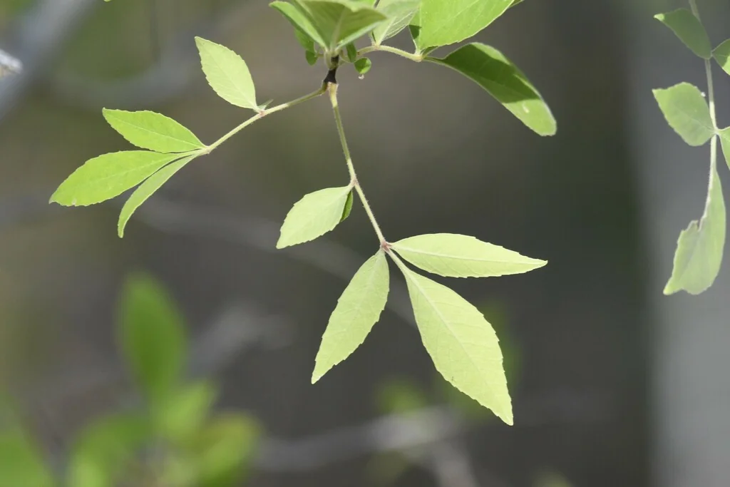Fraxinus Velutina