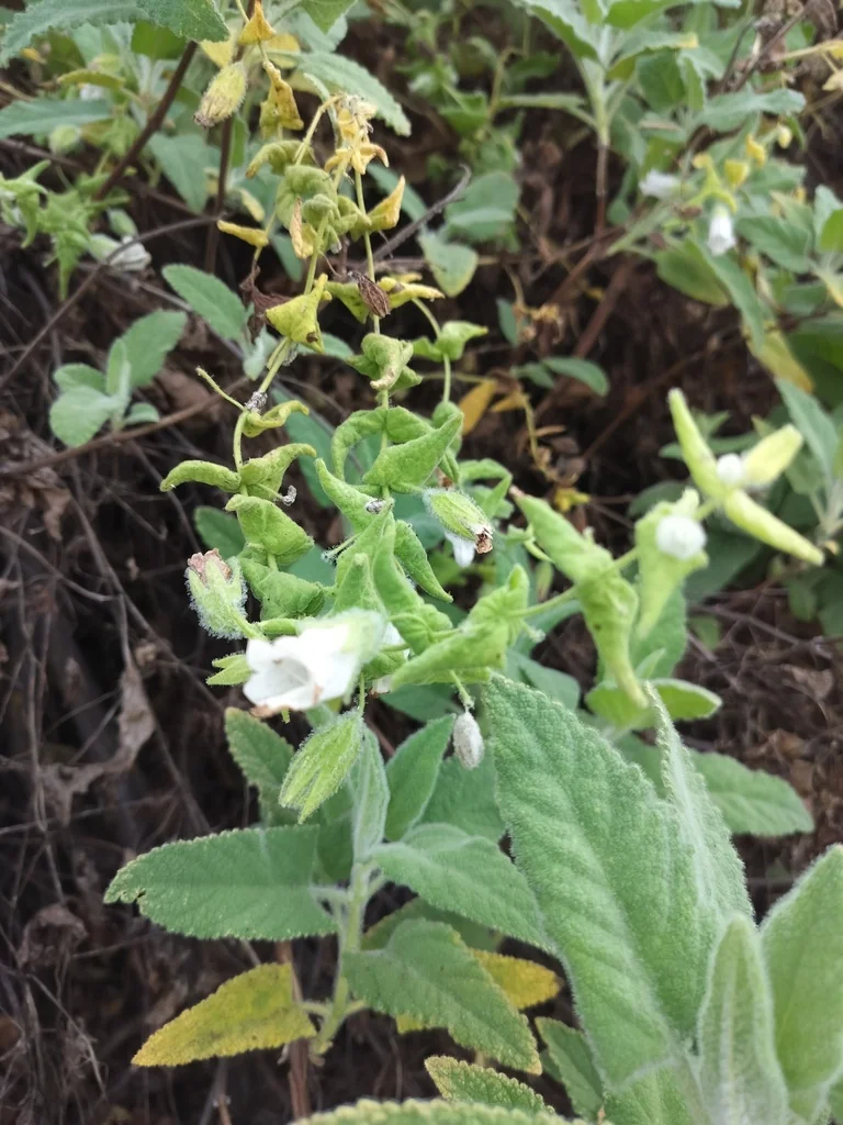 Lepechinia Fragrans