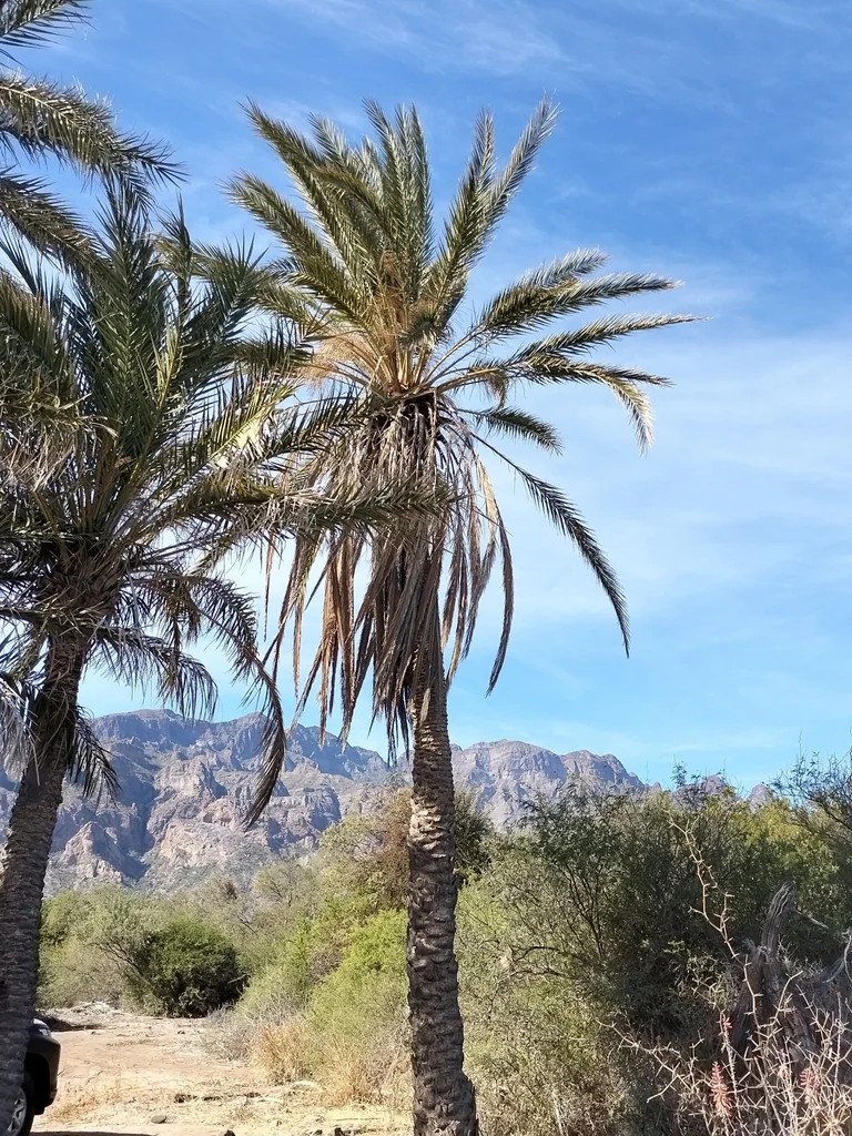 Phoenix Dactylifera