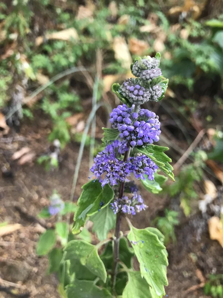 Caryopteris incana